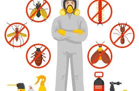 Effective Bed Bug Extermination Solutions for a Peaceful Home