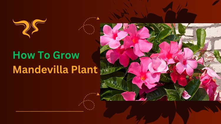 How To Grow A Mandevilla Plant