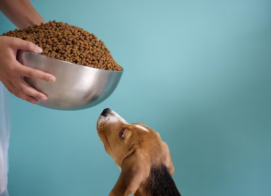 Grain-Free Dog Food: The Key to Improved Digestion and Energy Levels