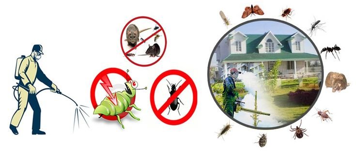 Pest Control and Bed Bug Treatment