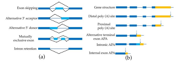 The Power of Iso-Seq in Gene Discovery and Annotation