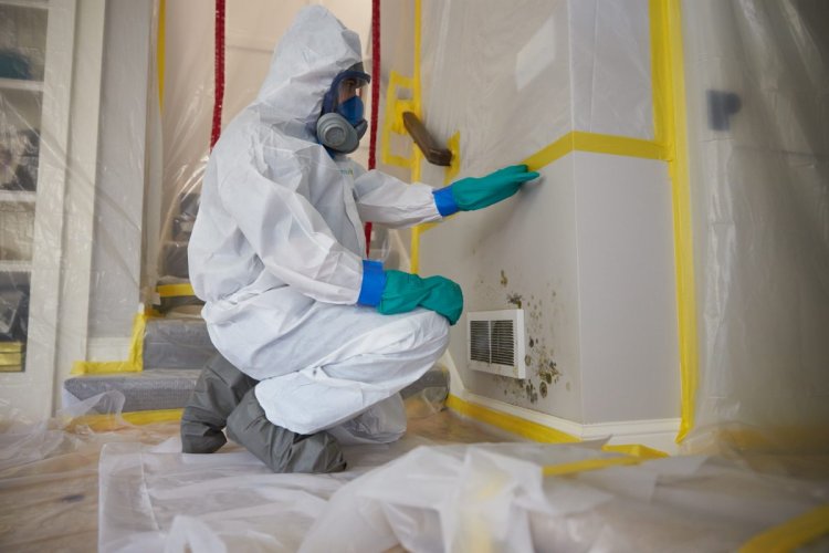 Mold Remediation Service Bayou Vista, TX