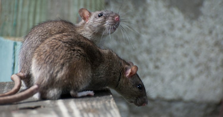 Why Is Professional Rat Removal in Houston Better Than DIY Methods?