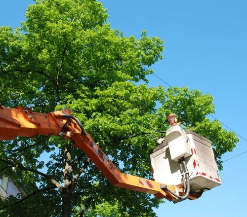 Save Big with Our Cheap Tree Removal Service – Quality Work, Low Costs!